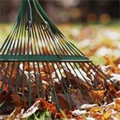 Raking Leaves