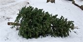 Christmas tree in the snow