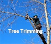 Photo of a man trimming a tree