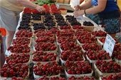 Photo of Tart Cherries for sale