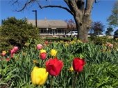 Photo of the oak tree that will be removed in a garden with tulips in bloom.