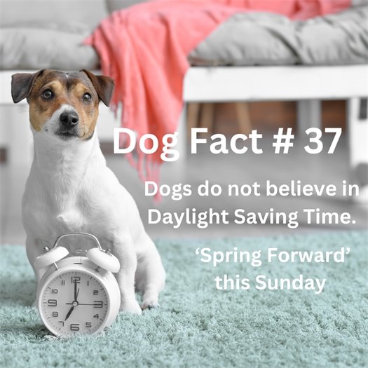 Daylight Saving Time Reminder