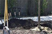 A picture of a tree being planted