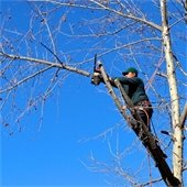 Worker trimming a tree
