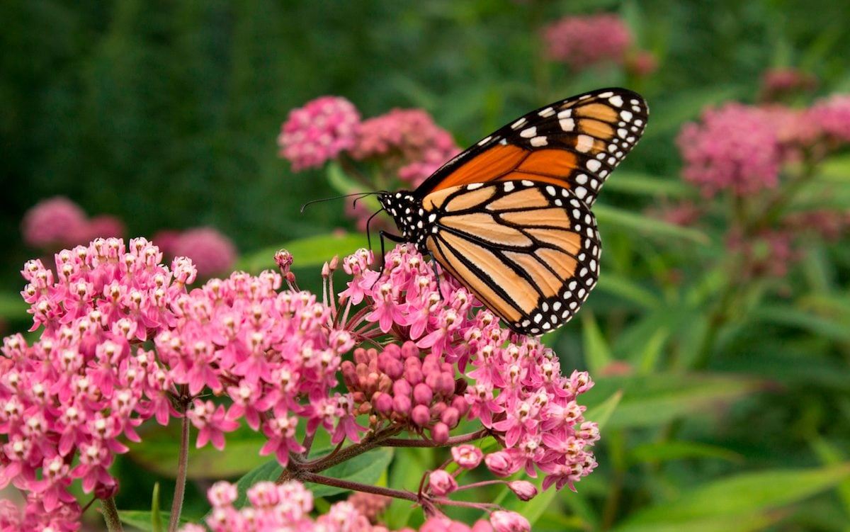 monarch-swamp-milkweed