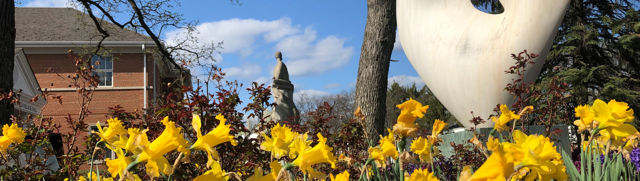 Yellow daffodils in bloom around sculptures at Village Hall 