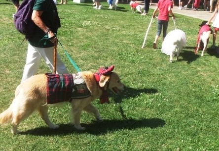 Dog in what appears to be a Scottish outfit