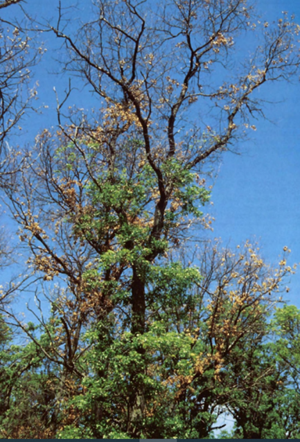 Borer Damage
